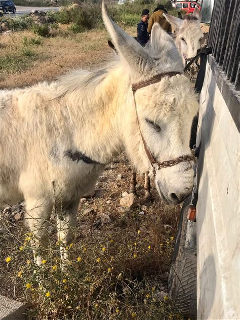 safe haven for donkeys in the holy land|Safe Haven For Donkeys In The.
